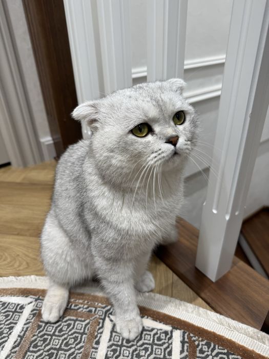 Продается кот! Шотландская вислоухая