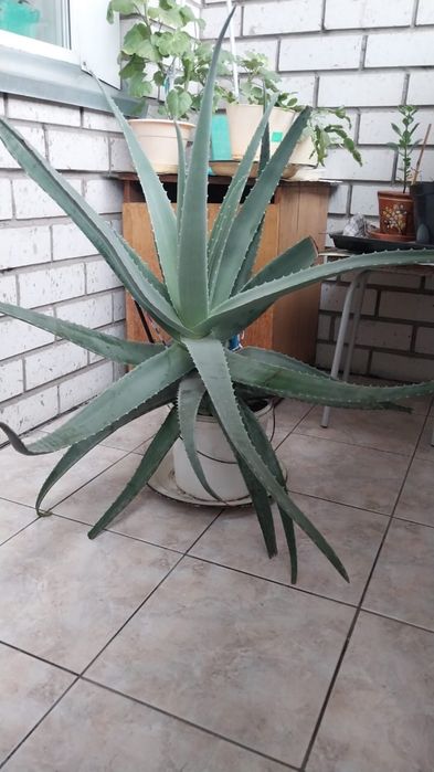 Продам алоэ долголетний