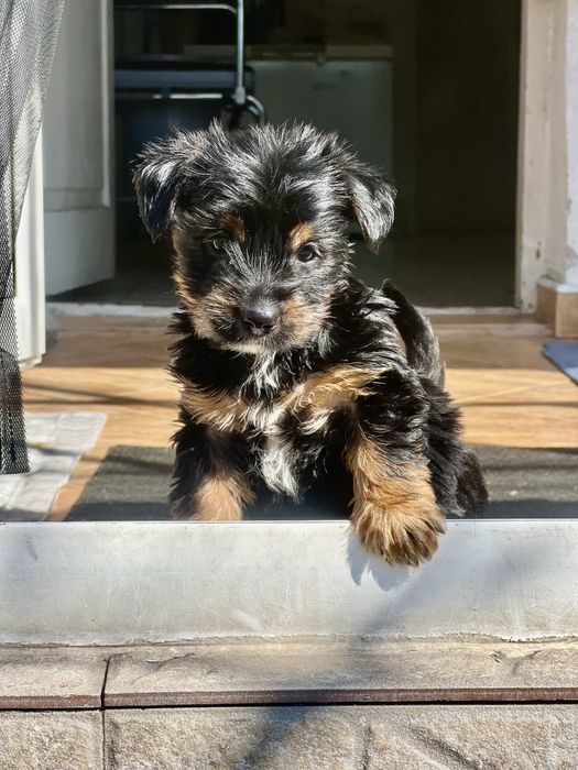 Йоркширски териери