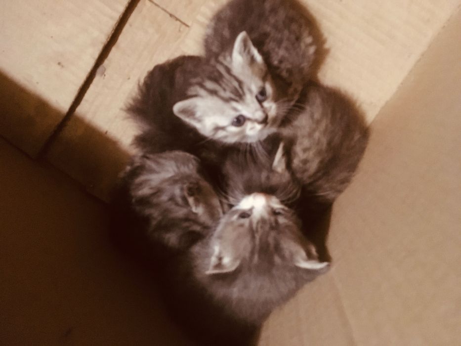 Отдам котят в хорошие руки