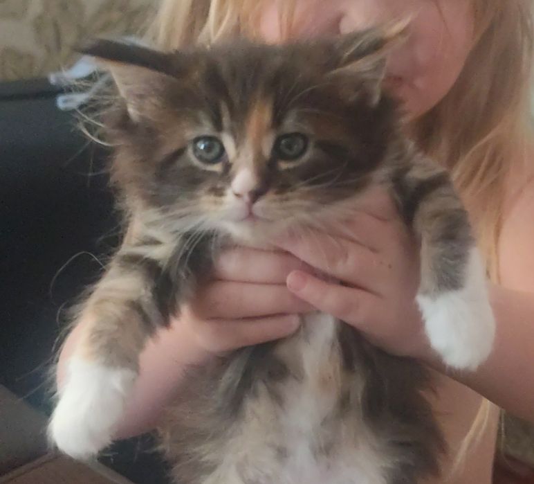 Мейн Кун девочка