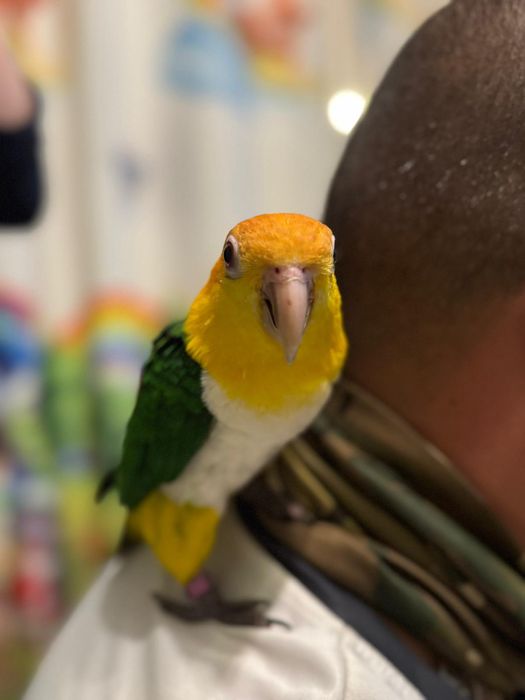 Papagali caique , pereche matură !