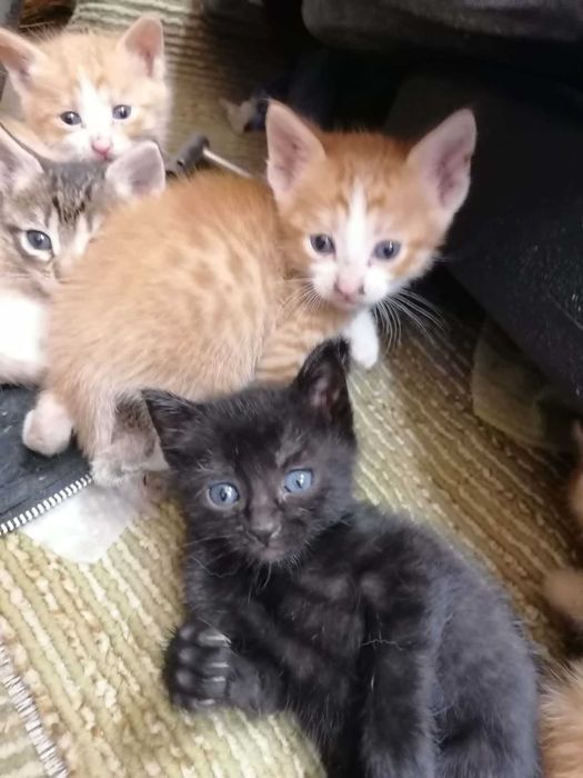 Котенца си търсят дом