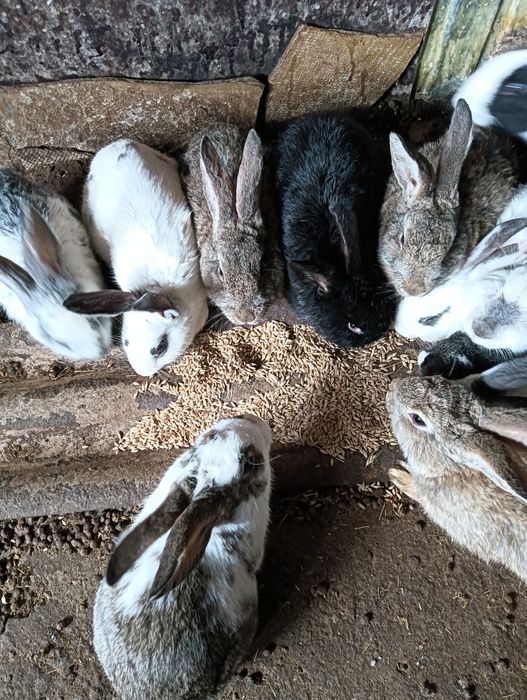 Продаются кролики 4,5м по 5500т