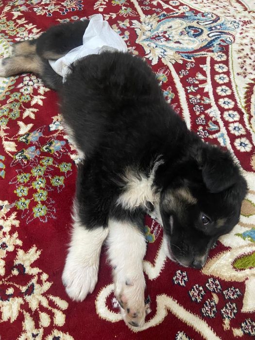 қыз күшік кішкентай