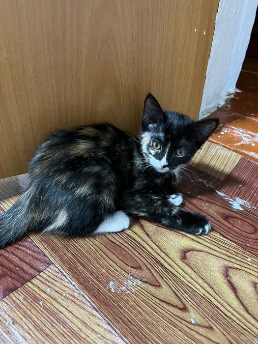 Котята в добрый руки