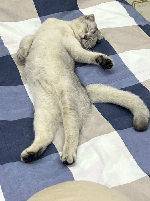 Шотландская вислоухая кошка