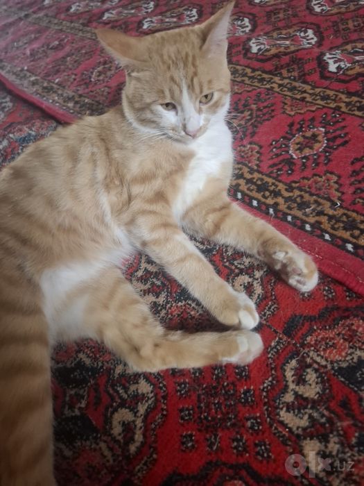 Pshik xadiyaga beriladi