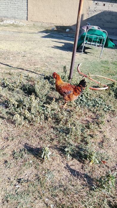 Аралас тауық бар 7 штук