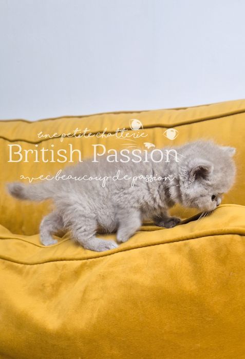 British Shorthair Lilac - femela cu Pedigree!