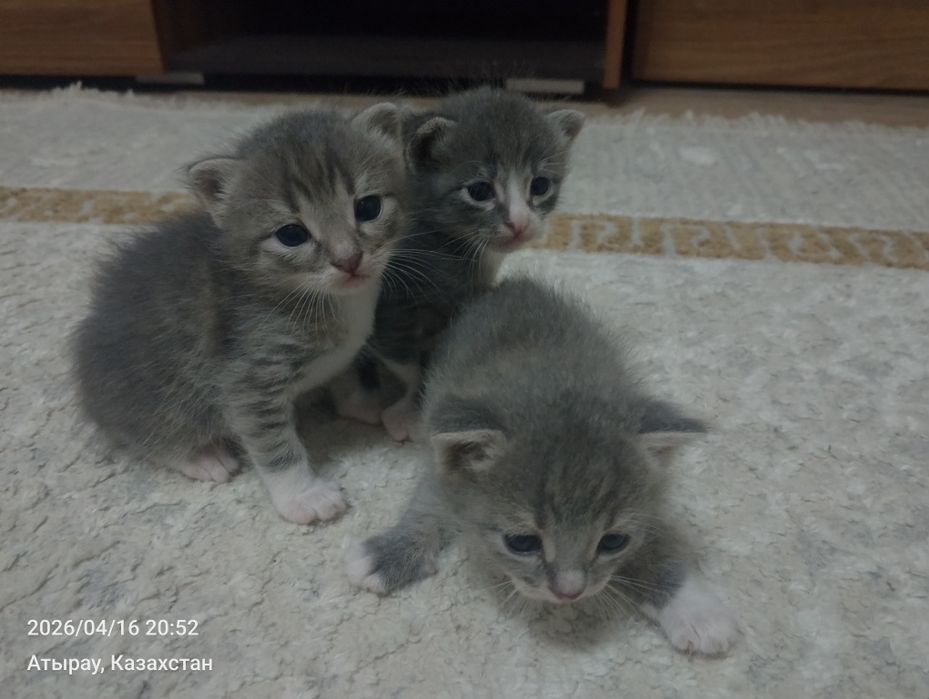 Котята бесплатно