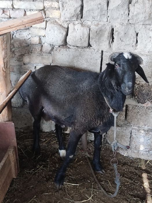 Qazoqi quchqorlar sotiladi