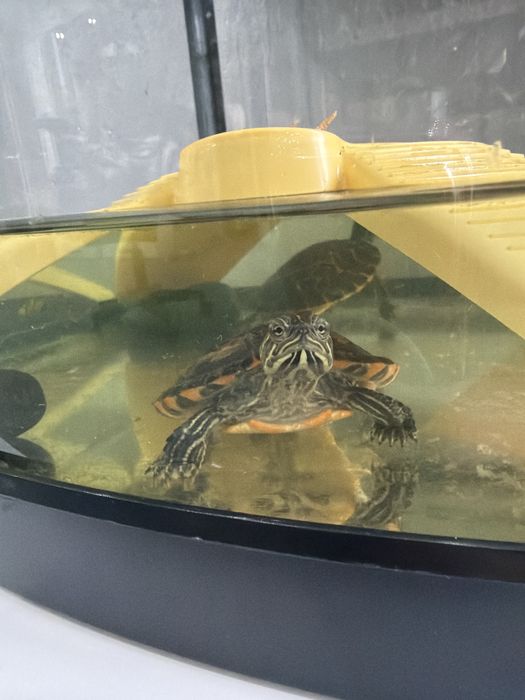 Vand Acvariu de pesti, + 2 testoase