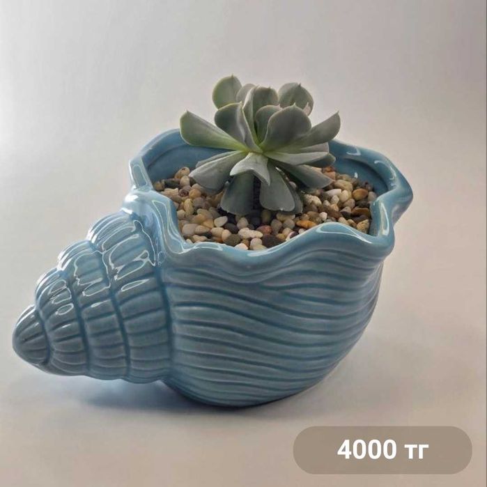 Суккуленты и композиции из суккулентов