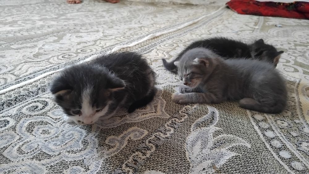 Отдам даром котяты