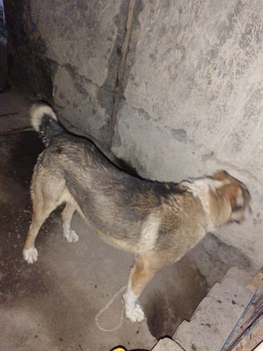 Алабай 1 жыл 2 айлық күшік