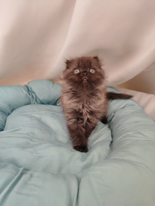 Продаются котята