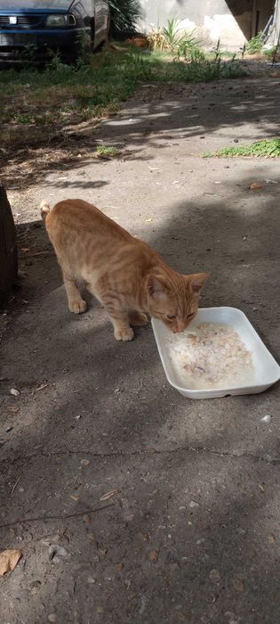 Котенца на 7 месеца търсят дом.