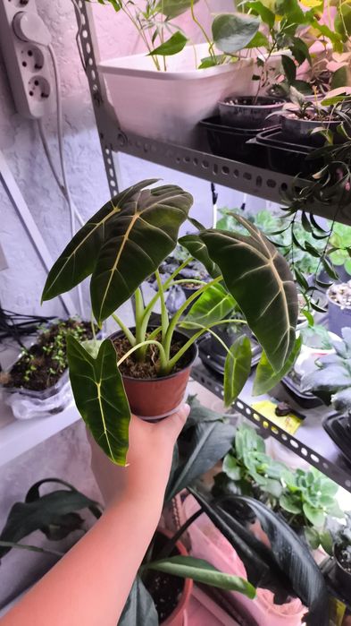 Клеродендрум Шмидта