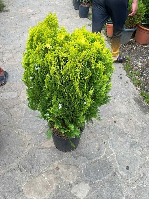 Tuia  danica  globular  la comanda