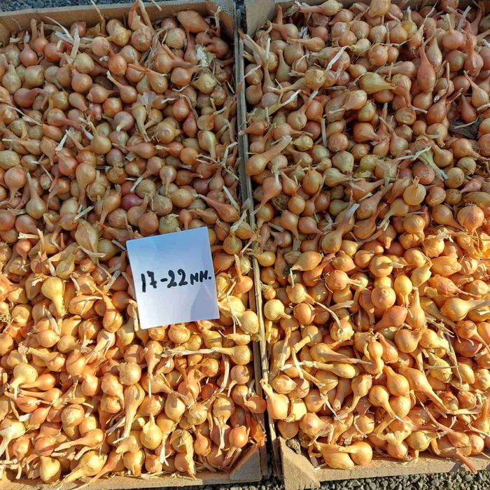 Арпаджик и Балучка