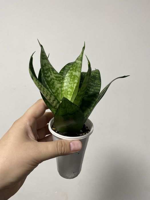 Сансевьерия ханни