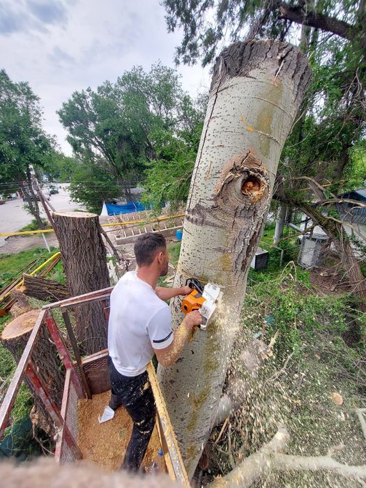 Спил деревьев,  обрезка, ағаш кесеміз, о