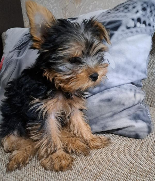 Иоркширский терьер