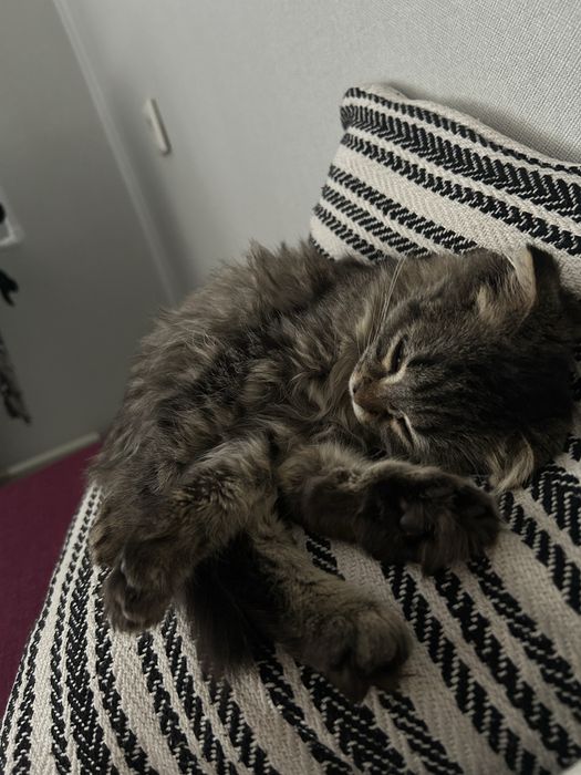 Вислоухая кошечка,девочка 2месяца