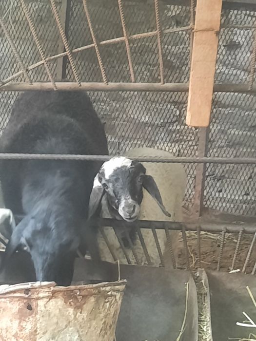 Ona bola qoy sotiladi