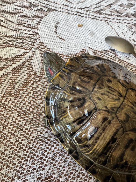 Продам черепаху