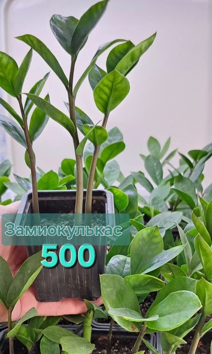 Продам комнатные цветы!