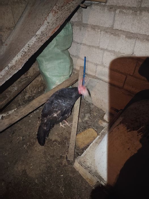 Kurka bitta erke bitta urgochi