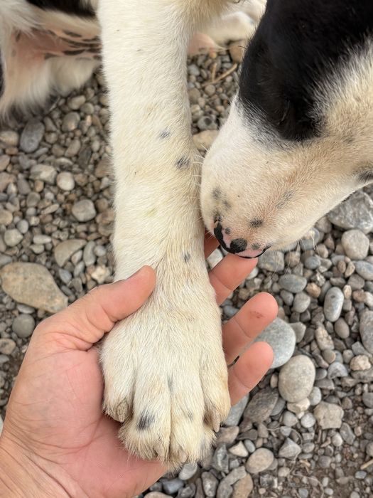 Алабай 3 айлык дені сау