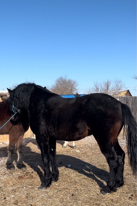 Продаю/Сатылады срочно 2айгыр