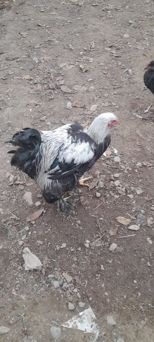 Продаём петушков брамы