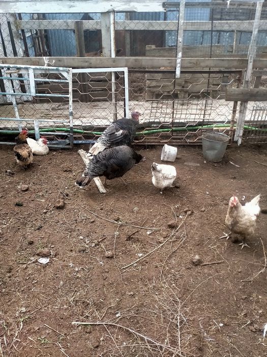 Куркетауык сатылады