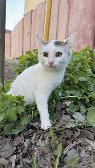 Котята в поисках семьи. Возраст 3.5 месяца. Кастрированы