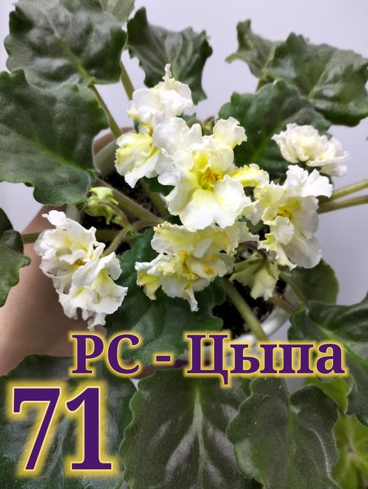 Продам сортовые фиалки