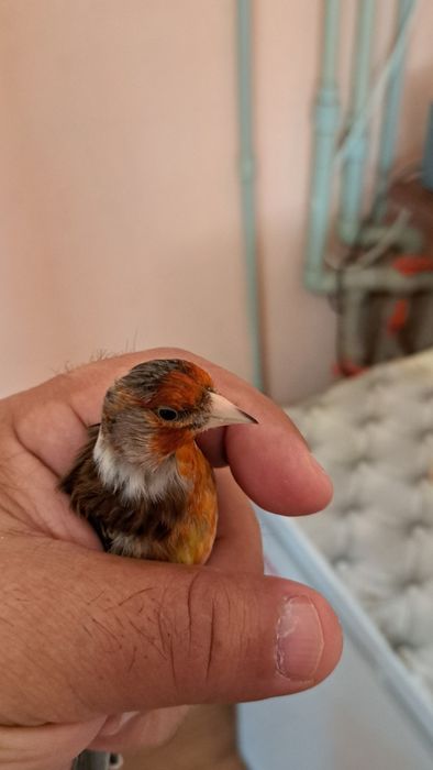 Гибриды щегла и канарейки.