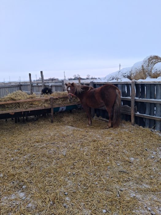 Лошади породистые