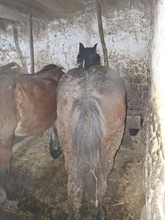 Manz 7 luni  devanzare