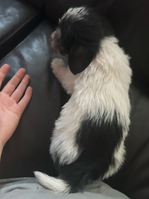 Donez catei de talie mica