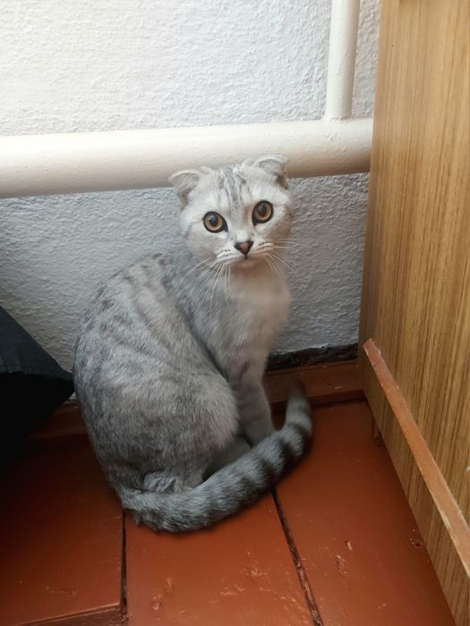 Шотландская вислоухая кот