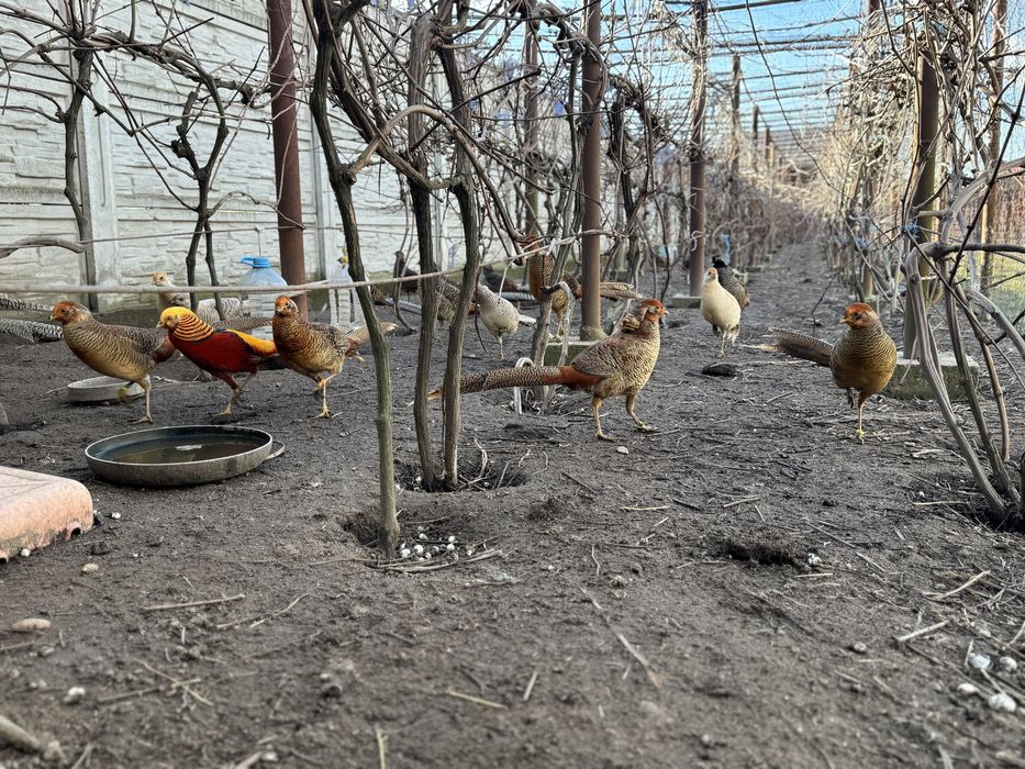 Fazani Auriu pe galben / Diamant