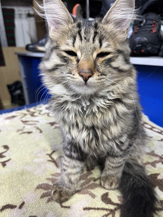 Отдам в хорошие руки котенка породы Майн Куль. 2 месяца,красивый,умный