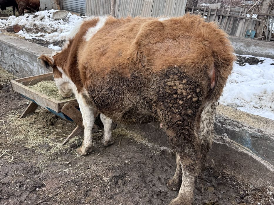 Симментал сиыр сатылады, сүтті сиыр