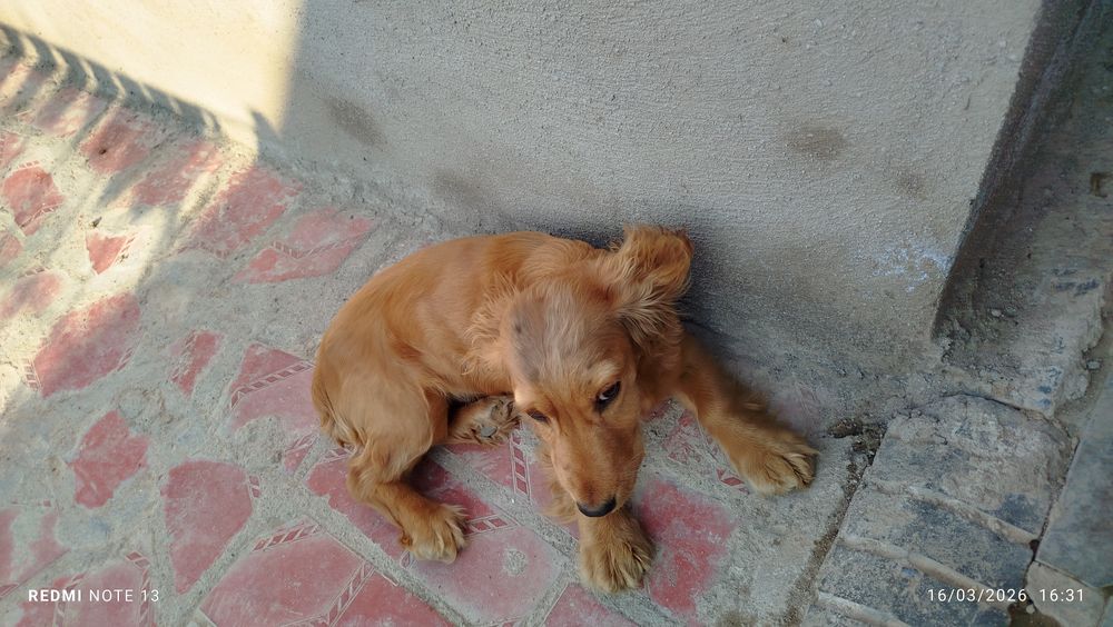 Zur it lekin yomon shuhda