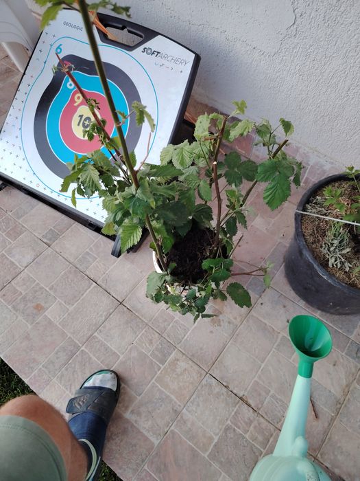 Stoloni capsune butasi produc tot anul unifere