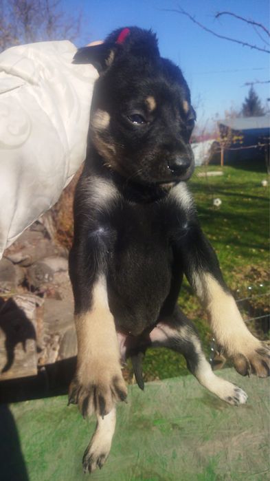 Щенки метисочки. Прекрасные 2 девочки.